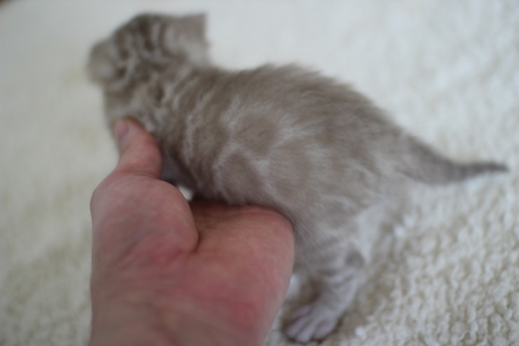 실밍크뱅갈고양이 곰돌이 남아예요 관련 이미지 12