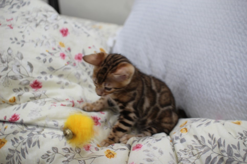 순종적인 성격에 브라운 뱅갈고양이 남아 분양해요~ 관련 이미지 12