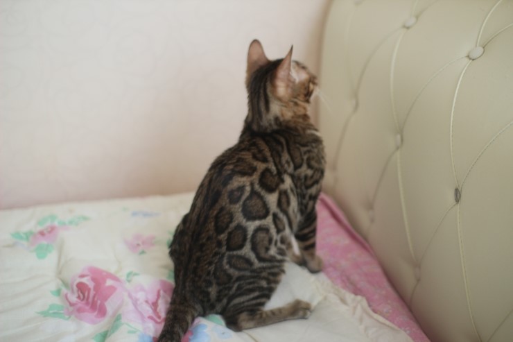 뱅갈고양이 남아 golden rain 입니다~ 관련 이미지 2