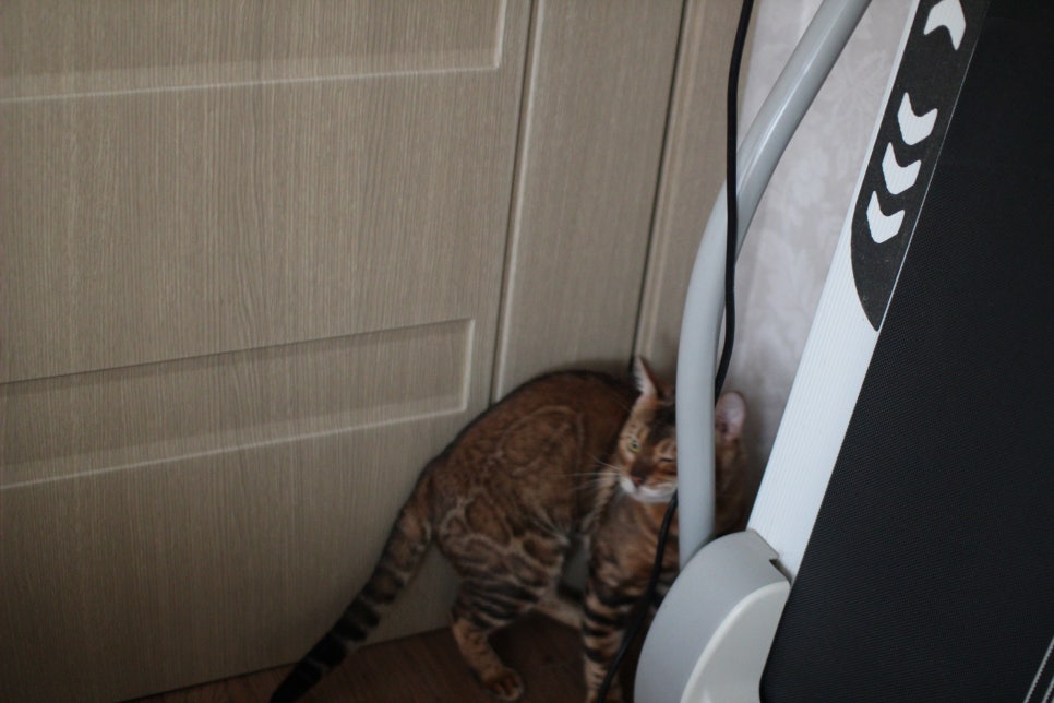 소유뱅갈캐터리 원탑 오랜만에 사진 찍었어요~ 관련 이미지 3