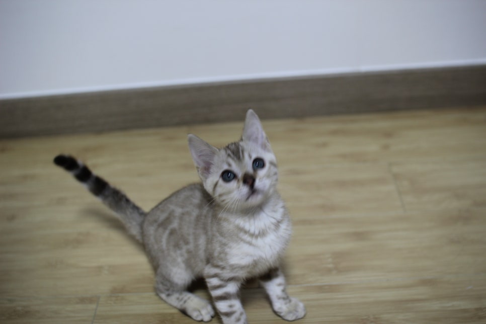 실밍크 뱅갈고양이 키퍼 여아 재롱 관련 이미지 6