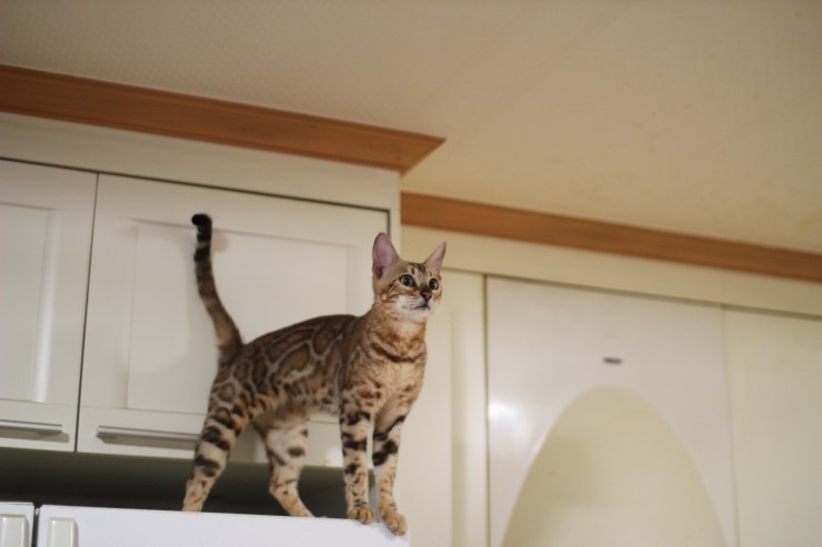 소유뱅갈고양이 캐터리 스텔라~ 관련 이미지 9