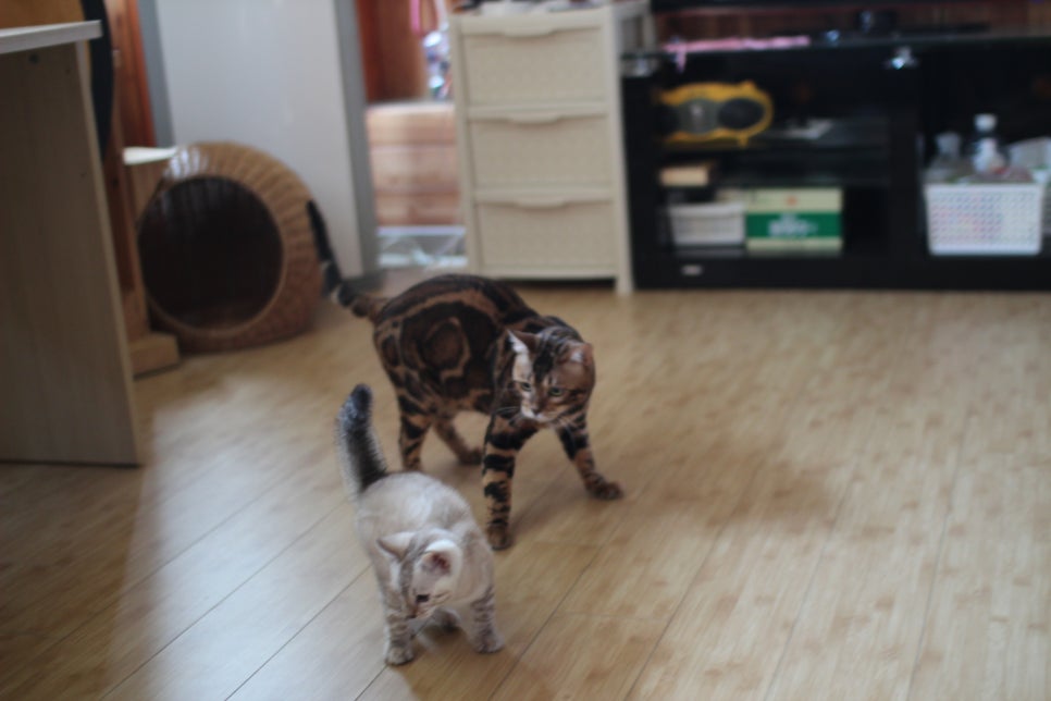 뱅갈고양이 블랙홀과 킹군 관련 이미지 20