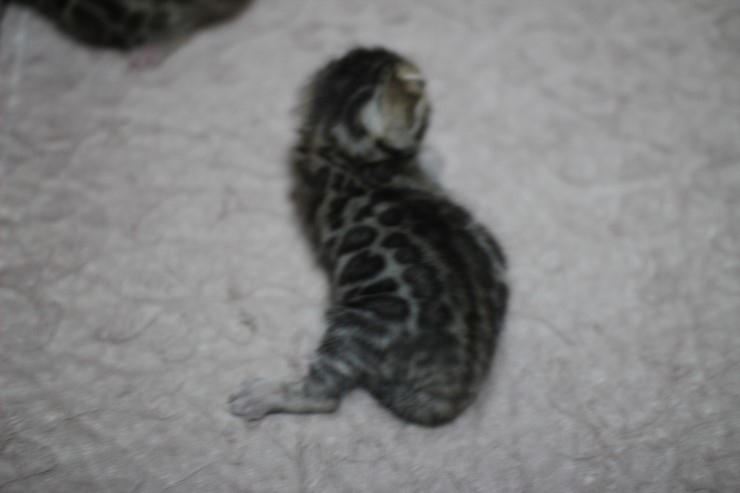 뱅갈고양이 자매 오늘 모습 입니다~ 관련 이미지 6