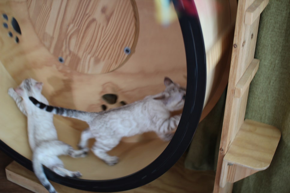 분양중인 스노우뱅갈고양이 남매예요~ 관련 이미지 13