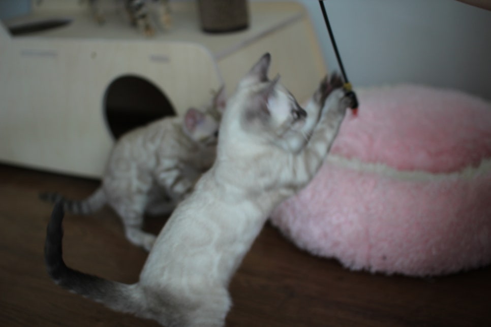 완전 강아지 같은 링스차콜 뱅갈고양이 남아 분양해여~ 관련 이미지 22