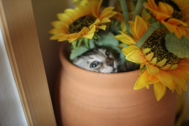 요 녀석 여기 숨어 있었구나~ 관련 이미지 2