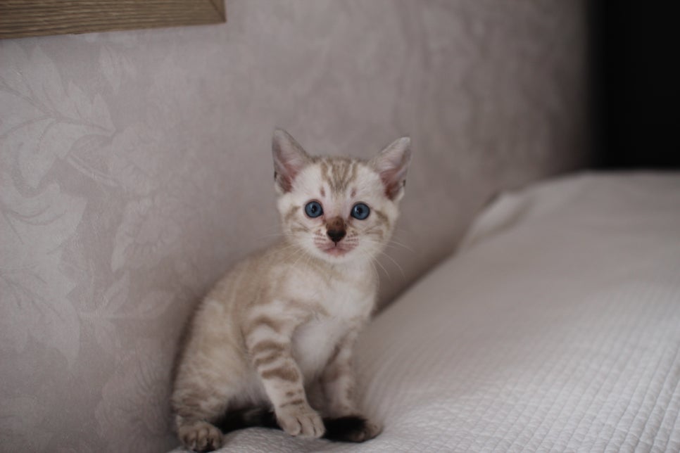 뱅갈고양이분양 고민하지 마세요! 관련 이미지 2