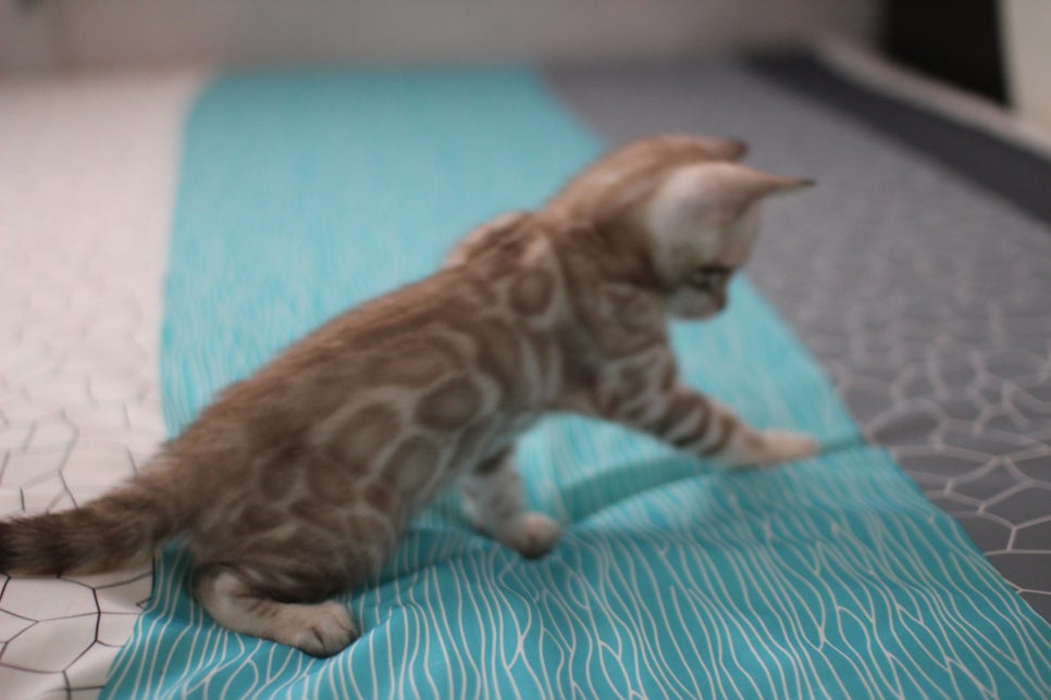 스노우뱅갈고양이 형제 분양글~ 관련 이미지 16