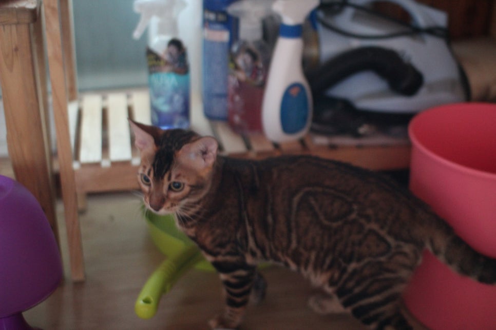 뱅갈고양이 원탑군 적응완료 했어요~ 관련 이미지 3