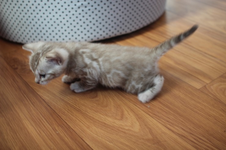밍크 뱅갈고양이 남아 많이 컸어요^^ 관련 이미지 5