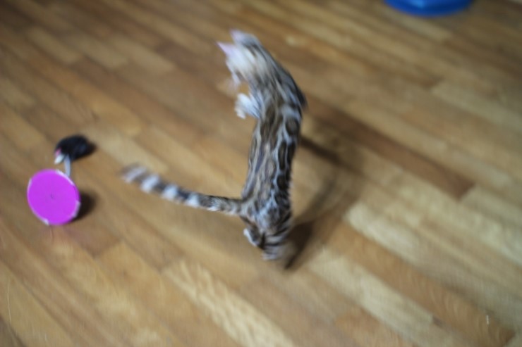 뱅갈고양이 도넛로젯 키퍼여아~ 관련 이미지 4