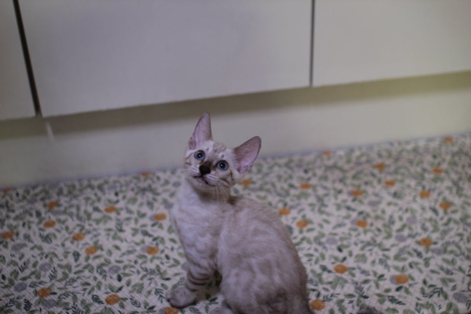 뱅갈고양이 분양중인 아이들 입니다~ 관련 이미지 2