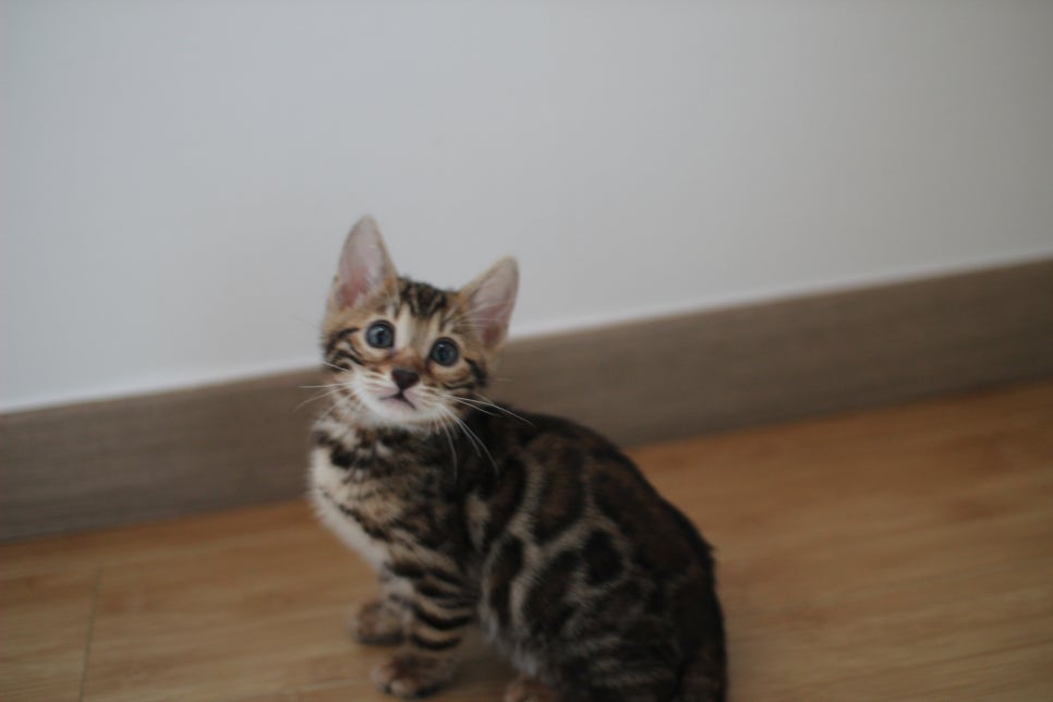 뱅갈고양이 개냥이 찾으시는 분들 보세요 관련 이미지 9