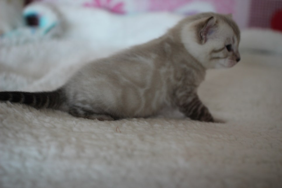 실링스 뱅갈고양이 남아 오늘 모습~ 관련 이미지 1