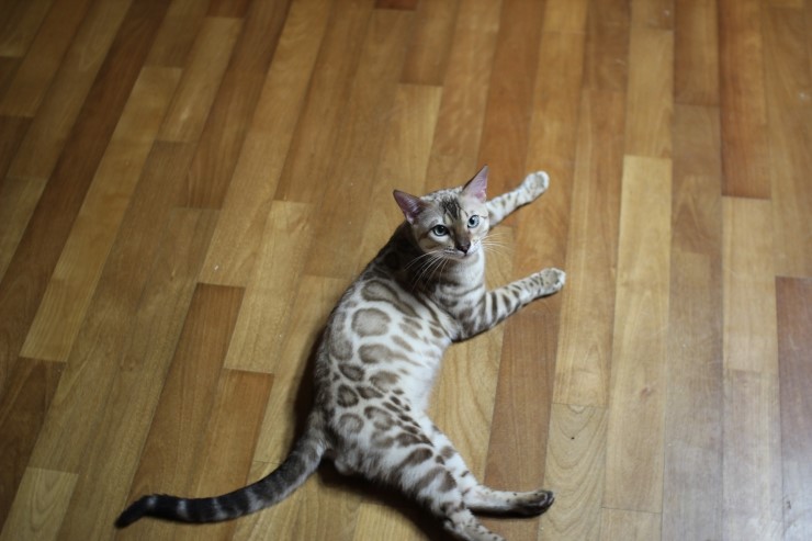 실밍크 뱅갈고양이 영웅이예요~~ 관련 이미지 1