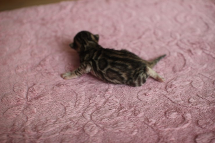 수출 진행중인 뱅갈고양이 여아예요~ 관련 이미지 5