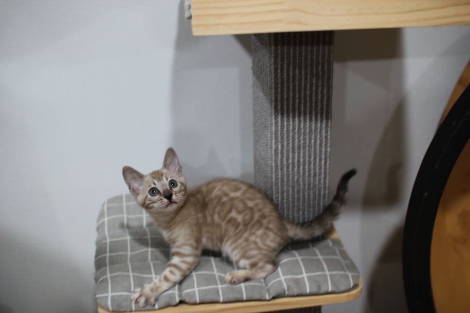 실밍크뱅갈고양이 분양중인 남아예요~ 관련 이미지 5