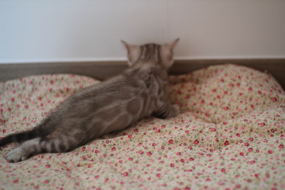 뱅갈고양이 분양은 성격좋고 건강한 아이가 최고예요~ 관련 이미지 13