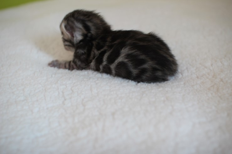 실버,브라운 뱅갈고양이 꼬물이들 사진 입니다 관련 이미지 1