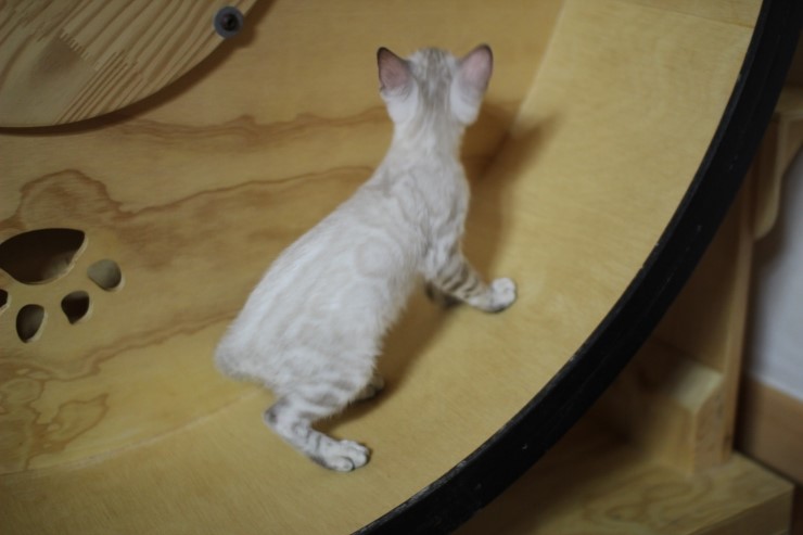 스노우뱅갈고양이 키퍼 여아들 캣휠 선수 됬어요~ 관련 이미지 4