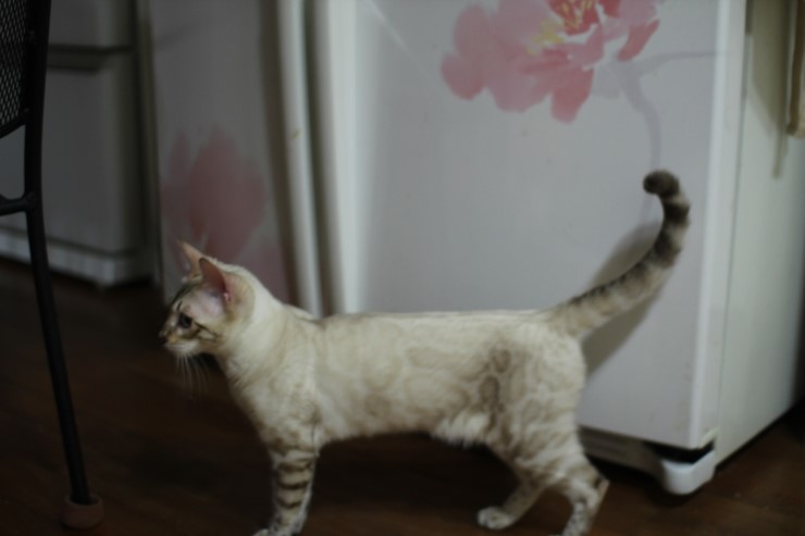 실링스 스노우뱅갈고양이 꼴통들 입니다 ㅎㅎ 관련 이미지 3