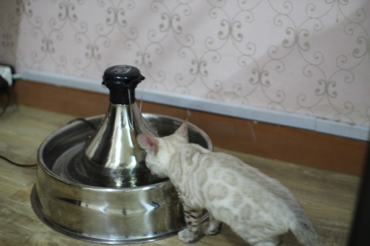 뱅갈고양이, 스노우뱅갈고양이 아이들과 함께 재밌게 지내고 있습니다^^... 관련 이미지 4