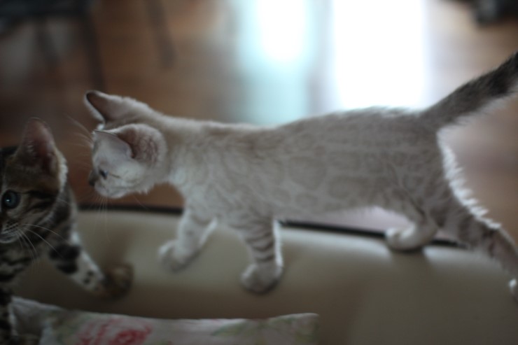스노우 뱅갈고양이 흰둥이~ 관련 이미지 4