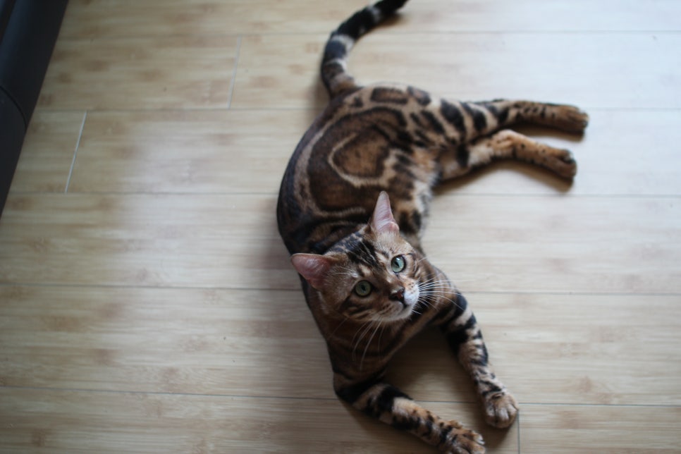 뱅갈고양이 블랙홀 강아지야 고양이야? ^^ 관련 이미지 14