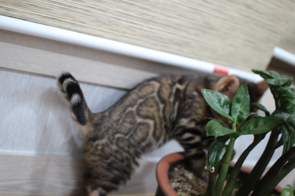 화초는 건들지 말자 ㅎㅎ; 관련 이미지 2