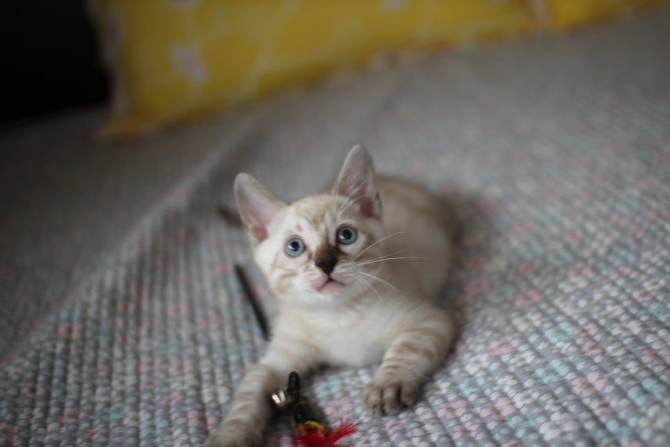 스노우뱅갈고양이 강아지 같은 남아 분양해요~ 관련 이미지 2