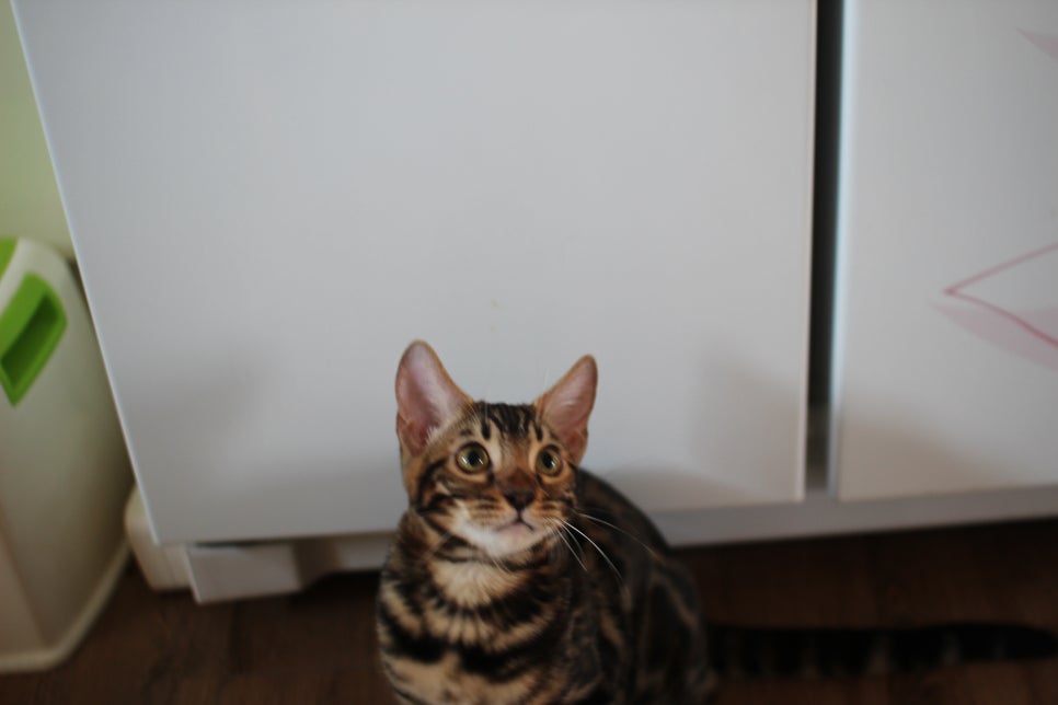 브라운 뱅갈고양이 분양중인 남아,여아 오늘 모습 입니다~ 관련 이미지 3