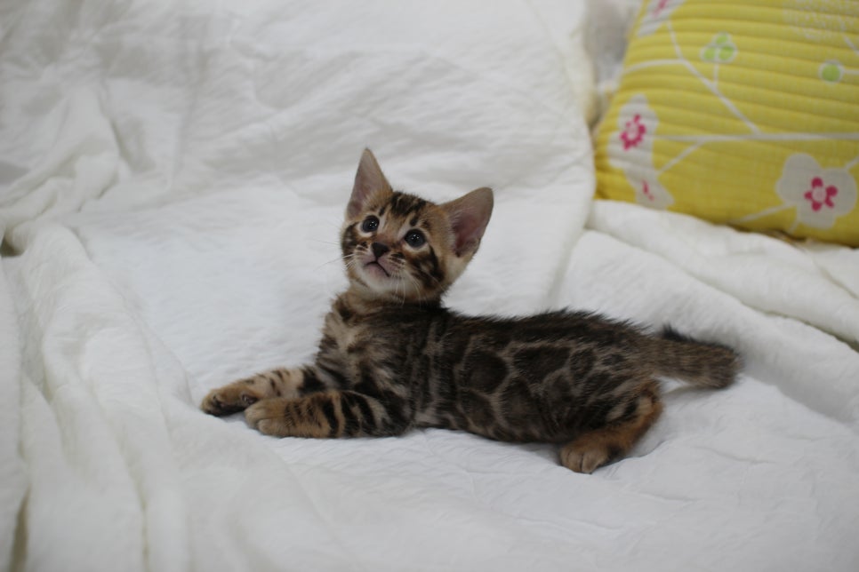 순둥이 개냥이 뱅갈고양이 남아5 분양해요~ 관련 이미지 2