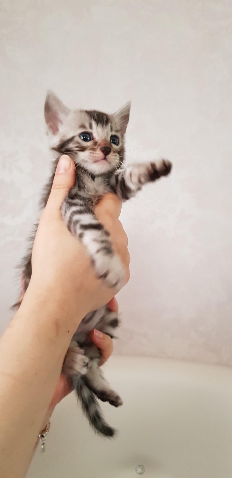 빅로젯 실버뱅갈고양이 꼬맹이 남아 입니다~ 관련 이미지 1