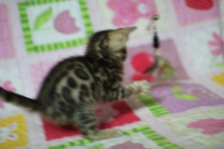 뱅갈고양이 분양 진정한 개냥이란? 관련 이미지 21