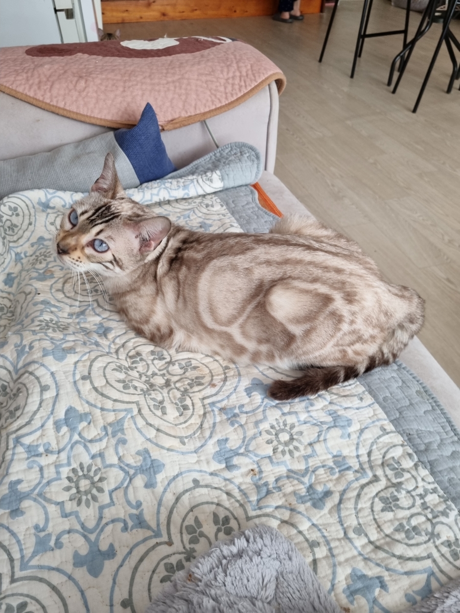 스노우뱅갈고양이 따뜻해서 좋아하네요 관련 이미지 2