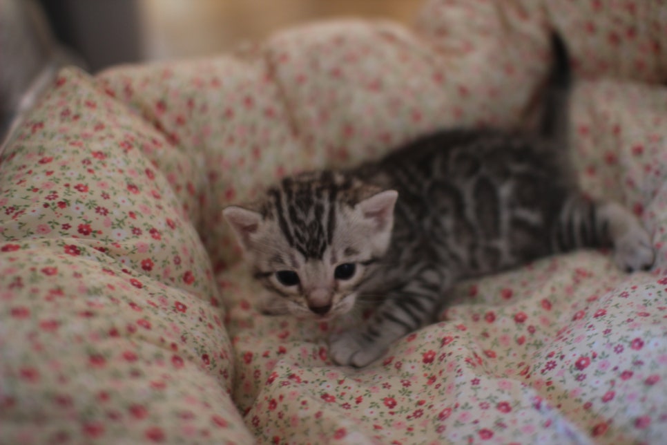 실버뱅갈고양이 여아 분양합니다~ 관련 이미지 7