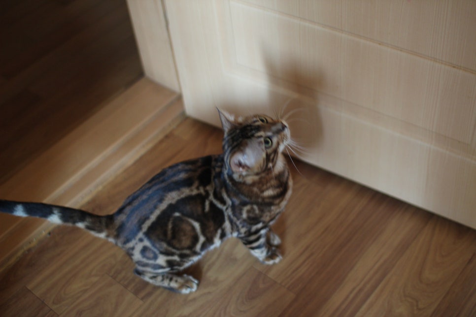 소유뱅갈캐터리 새로운 종묘가 될 남아 입니다~ 관련 이미지 1