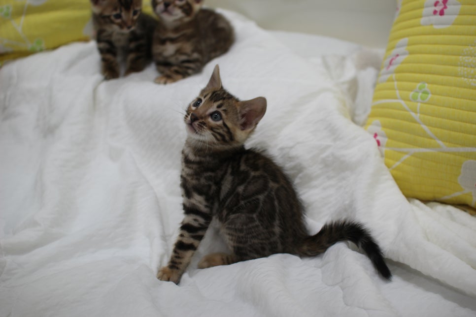 뱅갈고양이 남아3 분양해요~ 관련 이미지 14