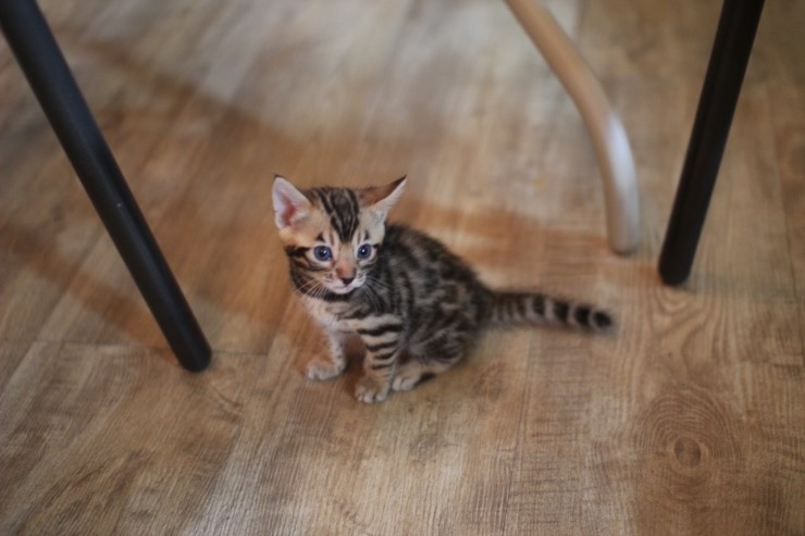 숙자와 동생들..(뱅갈고양이) 관련 이미지 2