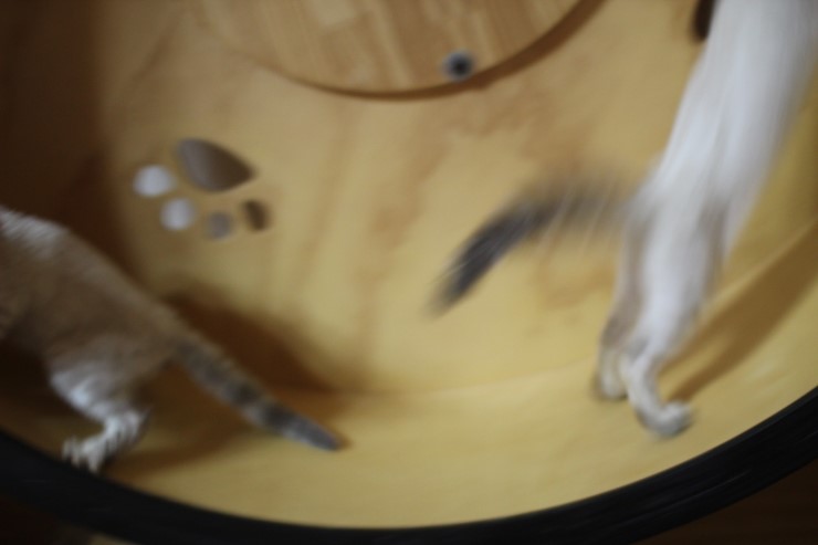 스노우뱅갈고양이 키퍼 여아들 캣휠 선수 됬어요~ 관련 이미지 5