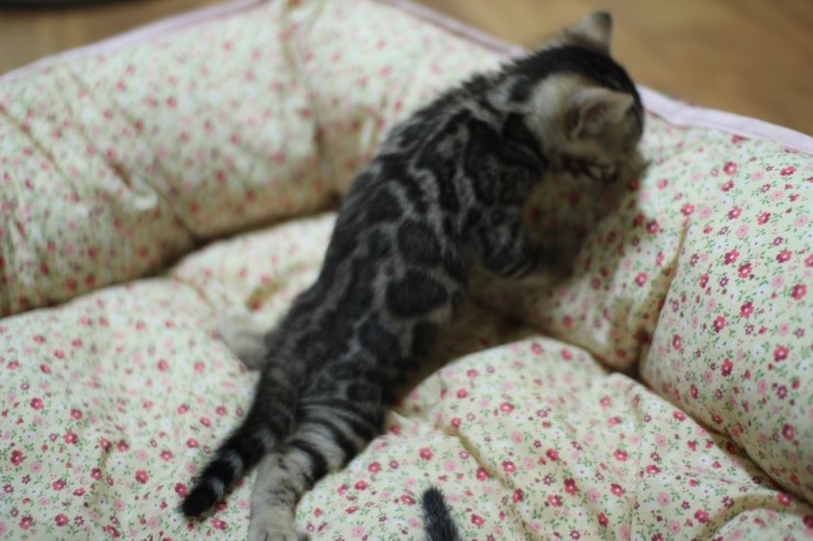 뱅갈고양이 분양 꼬맹이 자매예요~ 관련 이미지 10