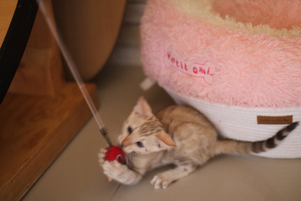 뱅갈고양이분양 진정한 개냥이란 관련 이미지 17