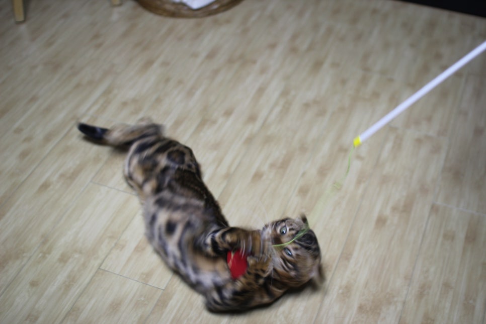 스파블 뱅갈고양이 블랙홀 오랜만에 한컷~ 관련 이미지 8