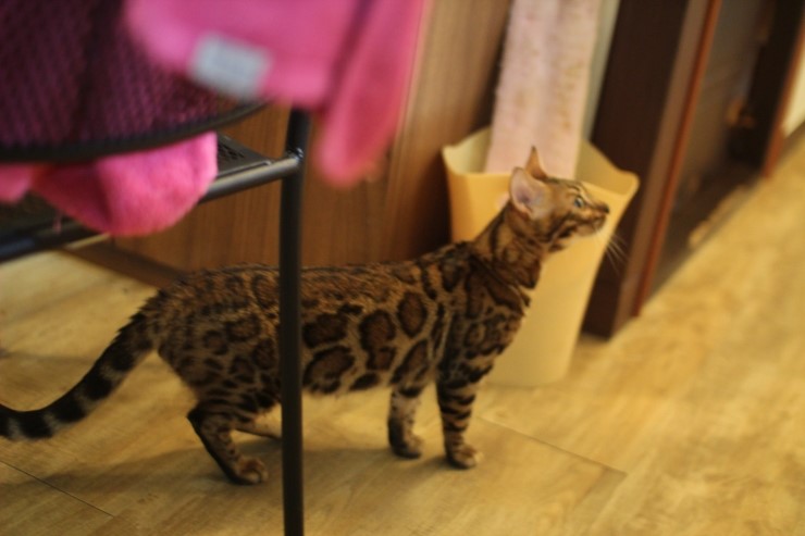 뱅갈고양이, 스노우뱅갈고양이 아이들과 함께 재밌게 지내고 있습니다^^... 관련 이미지 2