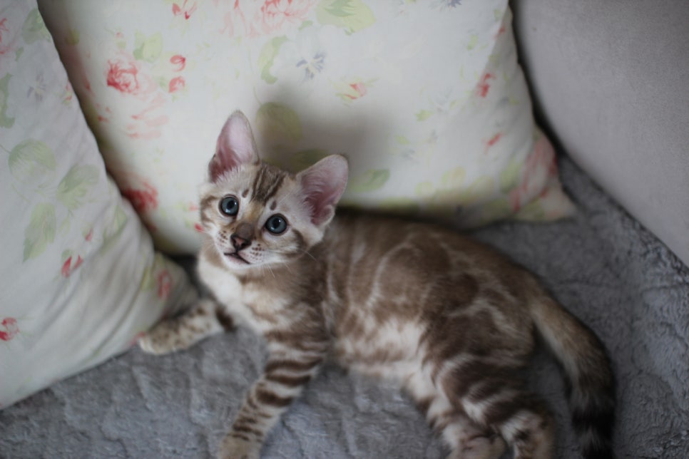 실밍크뱅갈고양이 남아 분양해요 관련 이미지 3