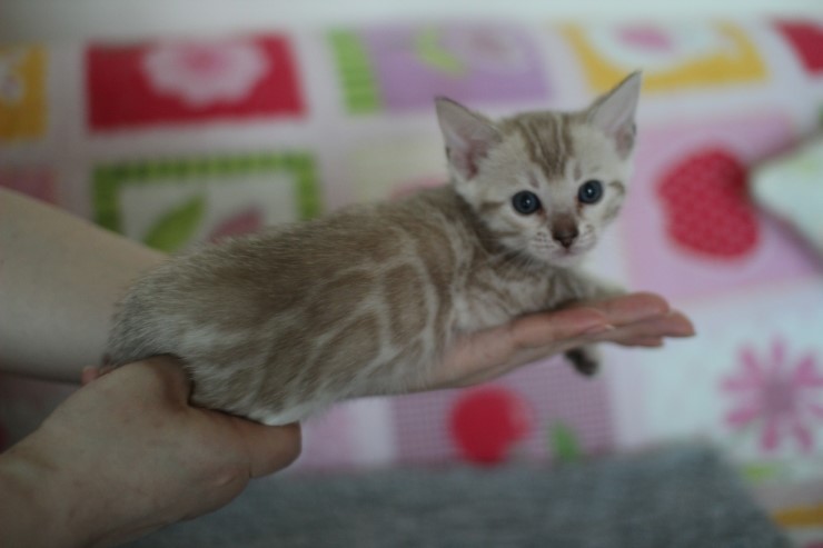 뱅갈고양이 분양 완전히 빠졌네 빠졌어~ 관련 이미지 14