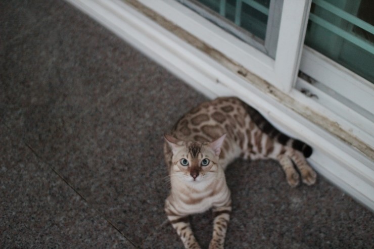 실밍크 뱅갈고양이 영웅이 잘 생겼네~ 관련 이미지 7