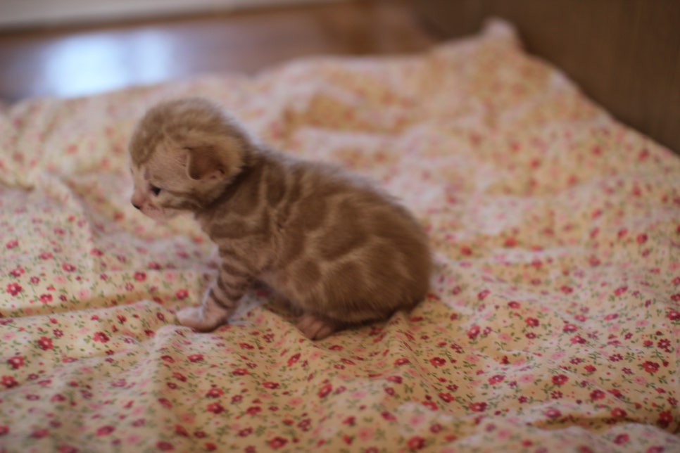 실밍크뱅갈고양이 여아 분양해요~ 관련 이미지 6