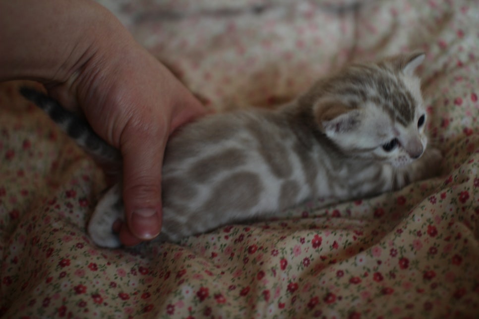 스노우뱅갈고양이 꼬맹이들은 사랑이죠! 관련 이미지 12